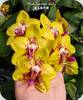 Phal. Summer Lady